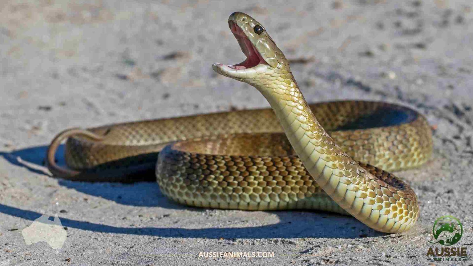 Discover the Oenpelli Python - Australia's Rarest Snake
