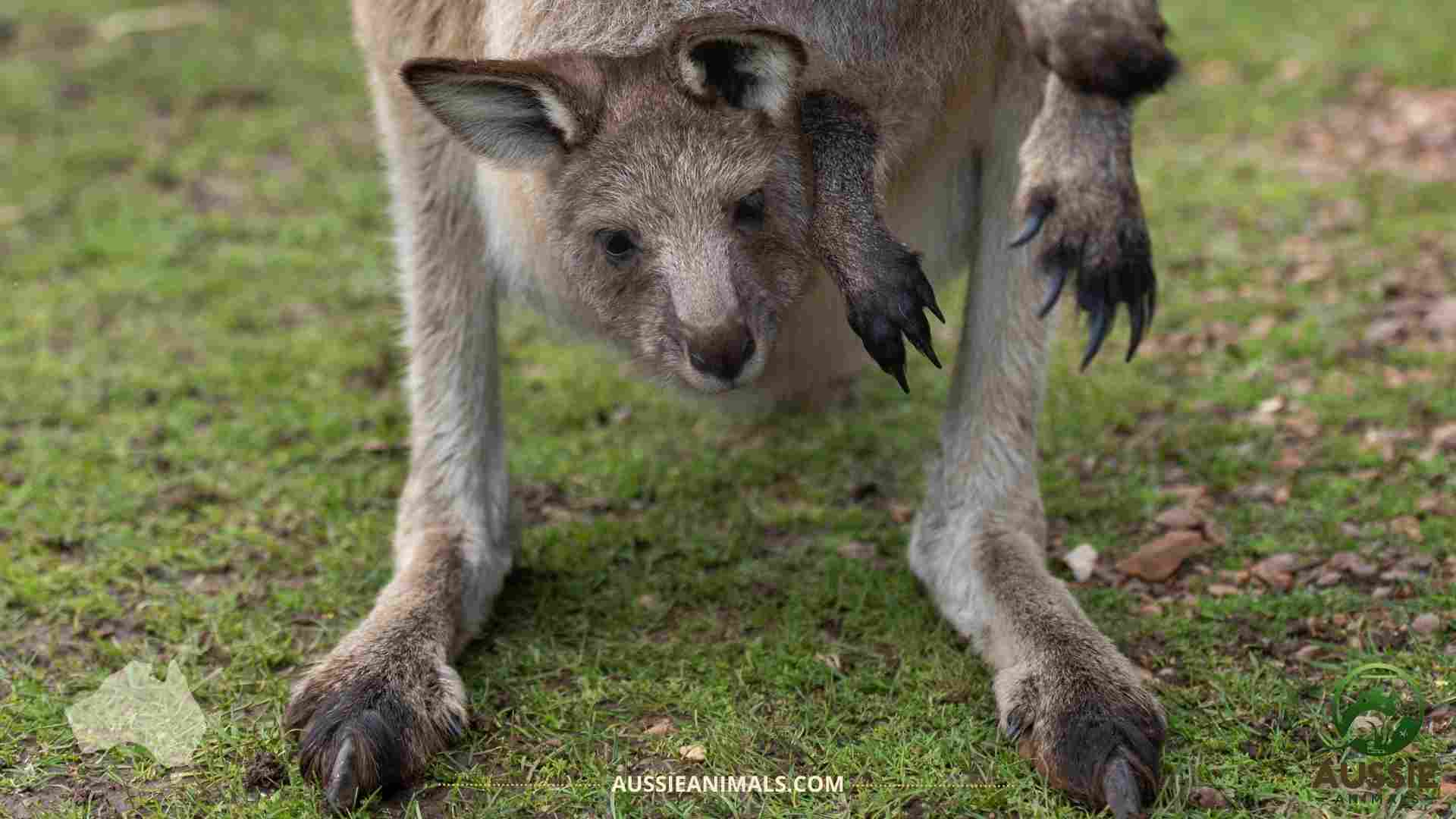 Kangaroo joey in pouch