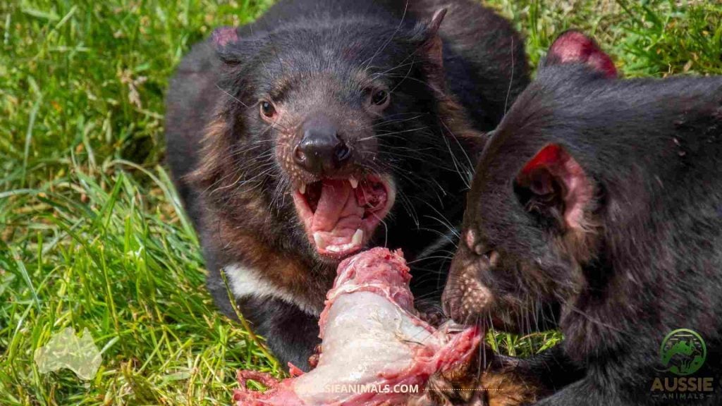 Tasmanian Devil eating