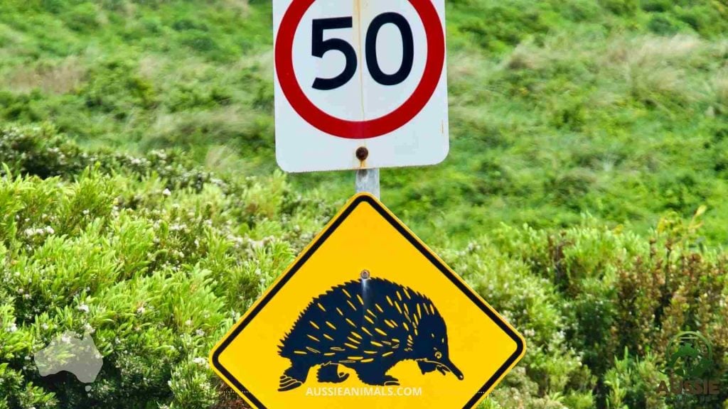 Echidna warning and road speed sign