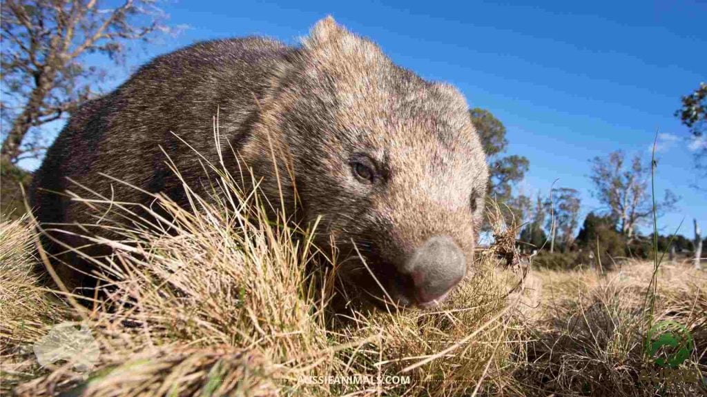 Wombat in bushland