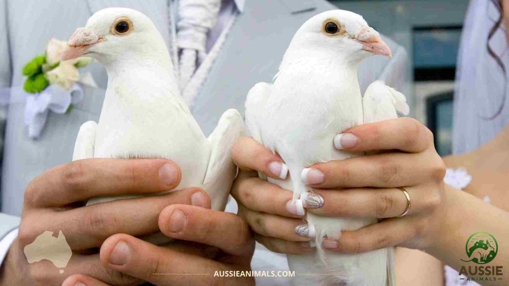 bride and groom holding white doves