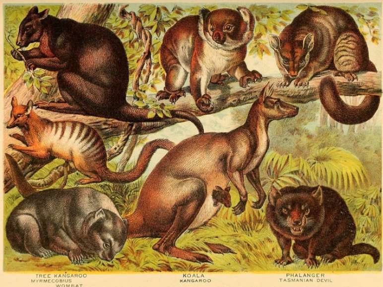 Illustration: marsupials - Johnsons household book of nature New York Johnson 1880