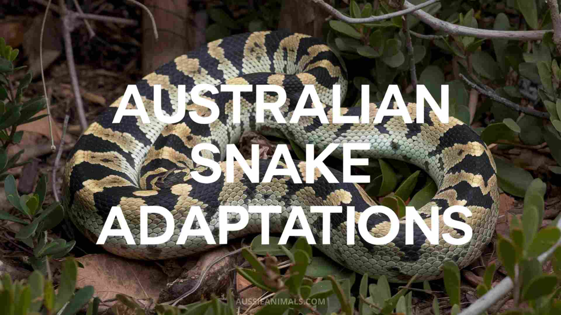 Australian Scrub Python Facts and Species Information