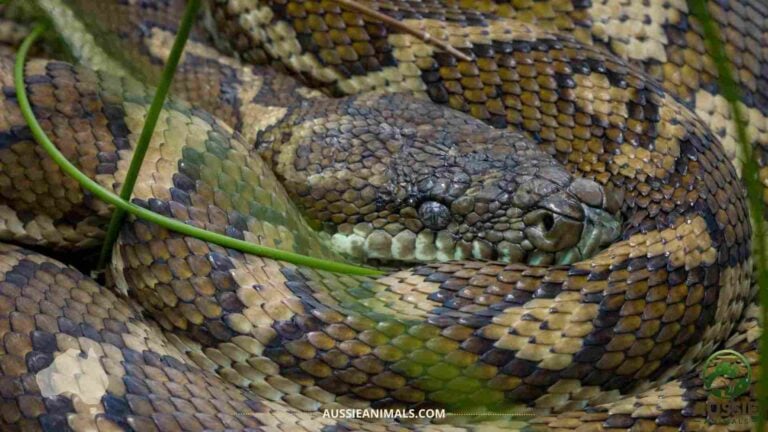 Australian Pythons Guide | Native Species and Care