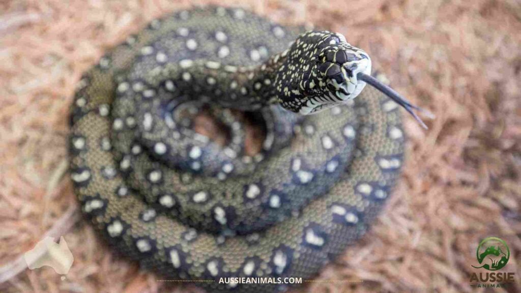 Australian Pythons Guide | Native Species and Care image.