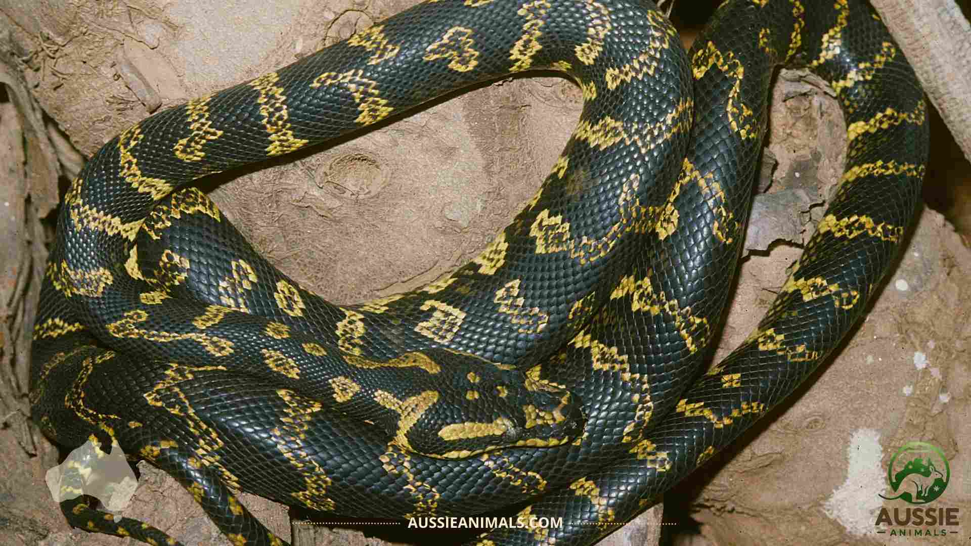 Carpet Python Guide - Expert Tips for Care and Keeping