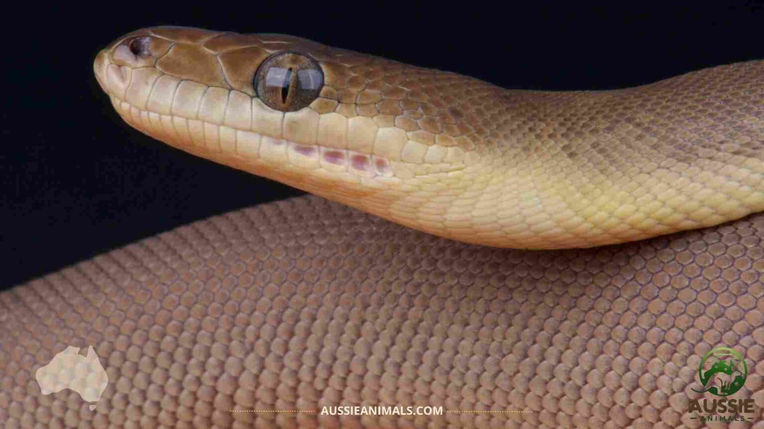 Australian Pythons Guide | Native Species and Care
