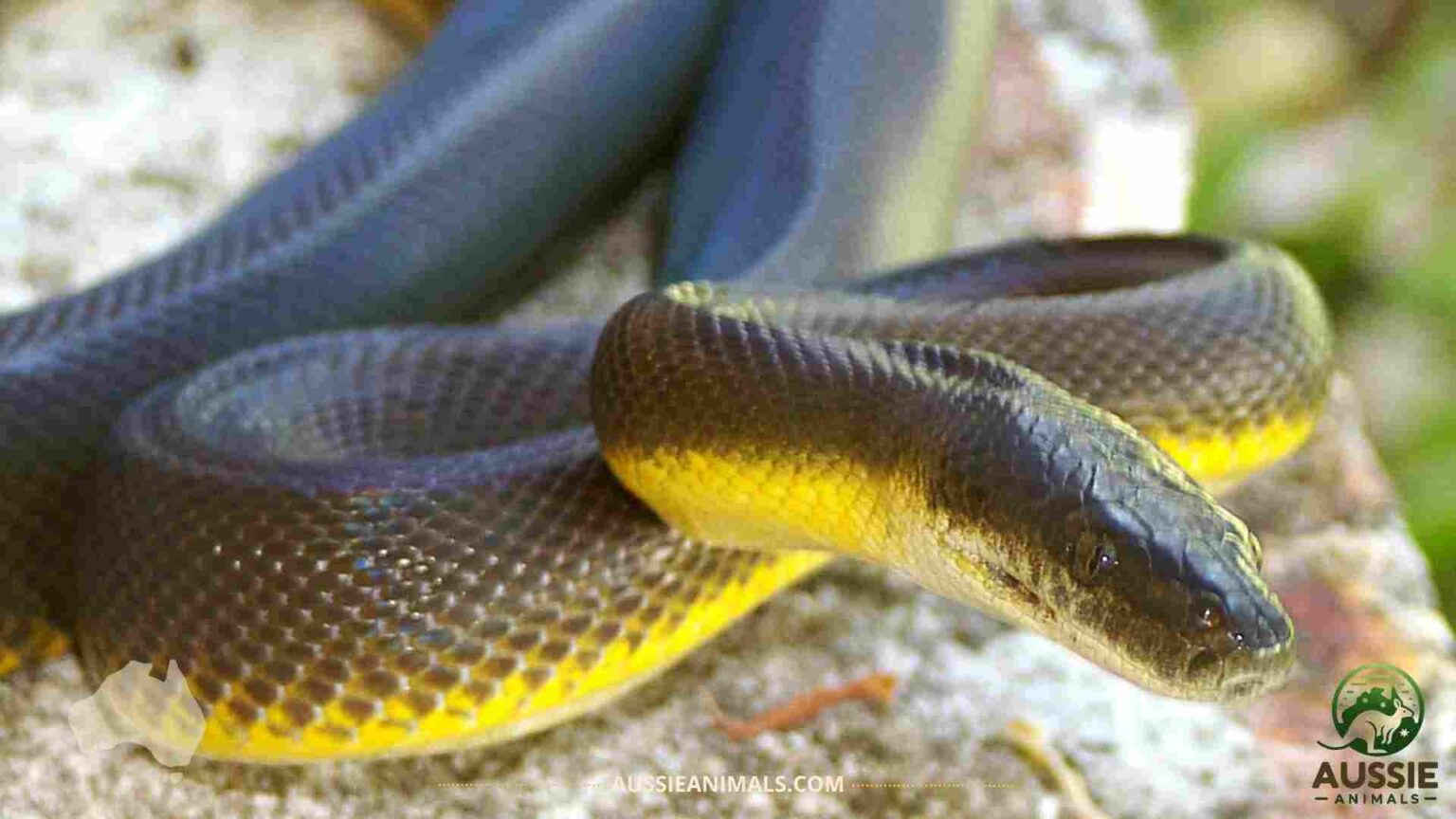 Australian Scrub Python Facts and Species Information