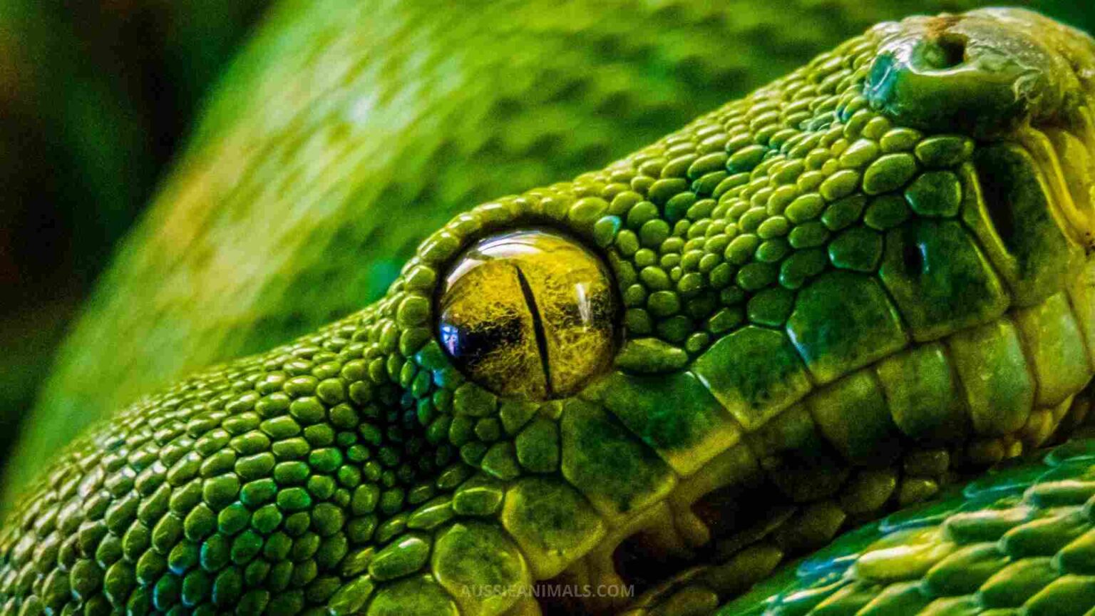 Green Tree Python Species Guide and Habitat Information