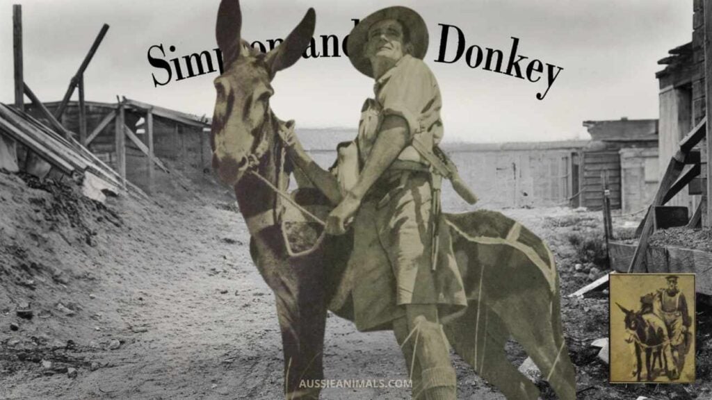 Man with the Donkey Gallipoli Hero
