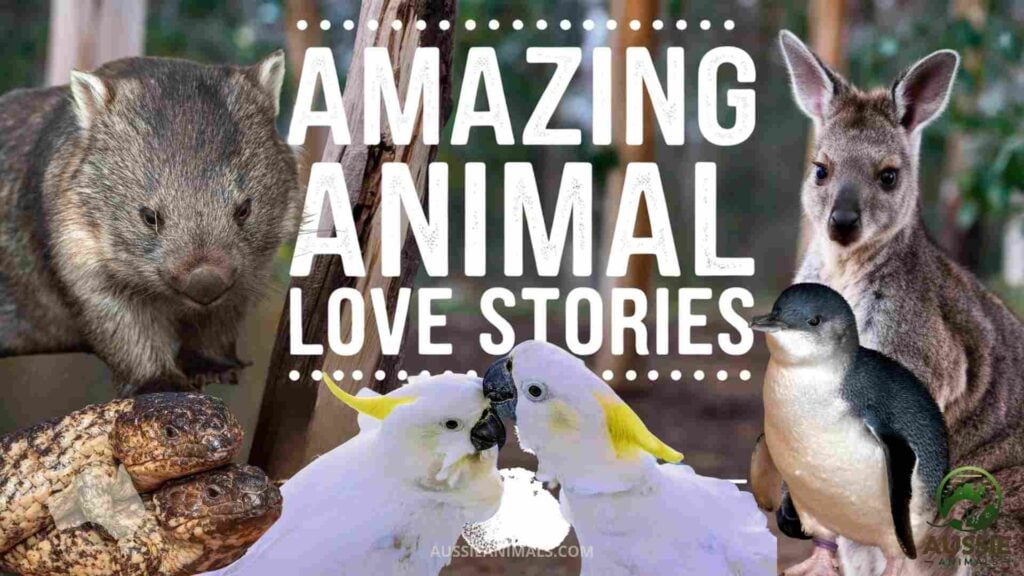 Animal Love Stories