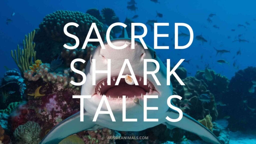 Sacred Shark Tales