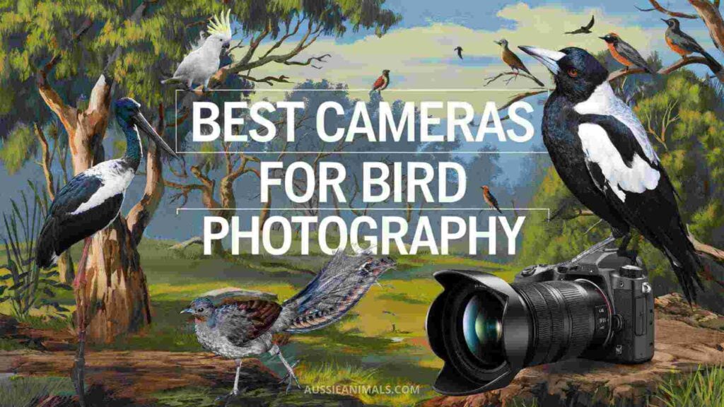 Best Cameras Bird Photography