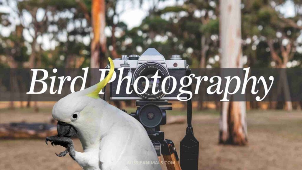 Bird Photography