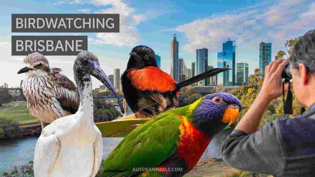 Bird watching Brisbane