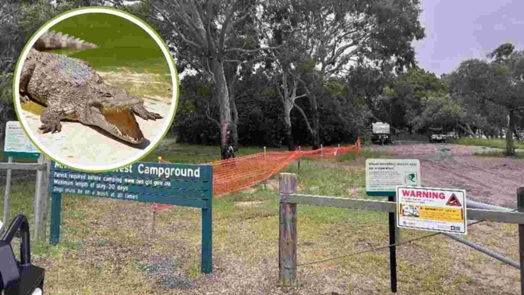 Crocodile Spotted at Inskip Point