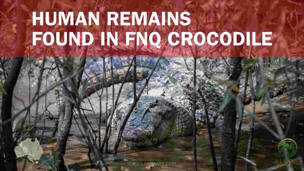 Human Remains Found in FNQ Crocodile