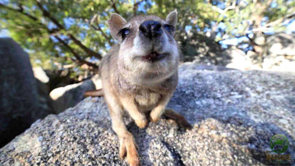 Habitat of Mareeba rock-wallaby